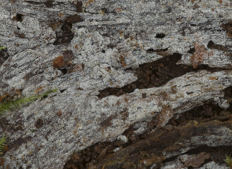 Jaapia ochroleuca